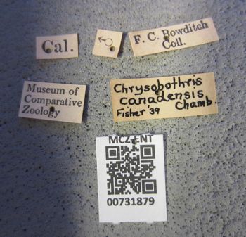 Media type: image;   Entomology 731879 Aspect: labels